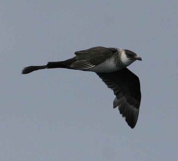 Pomarine Jaeger